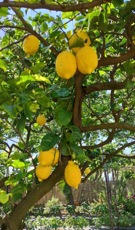 La Primavera Anacapri Kültér fotó